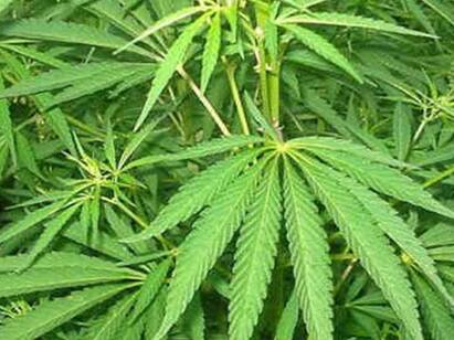kambam area that is becoming place illegal cannabis market கஞ்சா சந்தையாகும் கம்பம் போதையை விட மோசமாகும் கண்காணிப்பு!