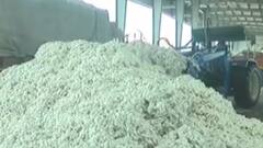 કપાસના ખેડૂતો માટે શું છે ખુશીના સમાચાર? જુઓ વિડીયો ?