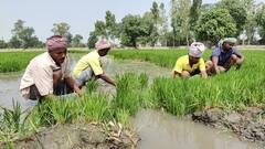 ਪੰਜ ਗੁਣਾ ਪੈਸੇ ਖਰਚ ਕੇ ਝੋਨਾ ਲਾਉਣ ਪੰਜਾਬ ਪਹੁੰਚੇ ਪਰਵਾਸੀ ਮਜ਼ਦੂਰ, ਕਿਸਾਨਾਂ ਨੇ ਭੇਜੇ ਐਡਵਾਂਸ 'ਚ ਪੈਸੇ