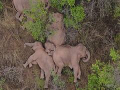 Lovely Video: हाथियों के गहरी नींद में होने का ये दिलकश दृश्य आपको जरूर देखना चाहिए