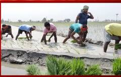 ਪੰਜਾਬ ‘ਚ ਅੱਜ ਤੋਂ ਝੋਨੇ ਦੀ ਲੁਆਈ ਹੋਈ ਸ਼ੁਰੂ, ਲੇਬਰ ਦੀ ਕਮੀ ਅਤੇ ਬਿਜਲੀ ਕੱਟਾਂ ਨੇ ਕੀਤਾ ਪਰੇਸ਼ਾਨ