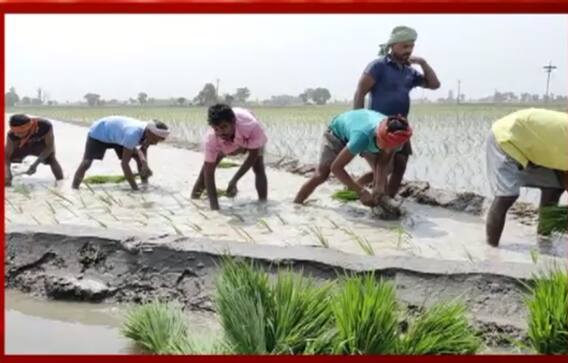 ਪੰਜਾਬ ‘ਚ ਅੱਜ ਤੋਂ ਝੋਨੇ ਦੀ ਲੁਆਈ ਹੋਈ ਸ਼ੁਰੂ, ਲੇਬਰ ਦੀ ਕਮੀ ਅਤੇ ਬਿਜਲੀ ਕੱਟਾਂ ਨੇ ਕੀਤਾ ਪਰੇਸ਼ਾਨ