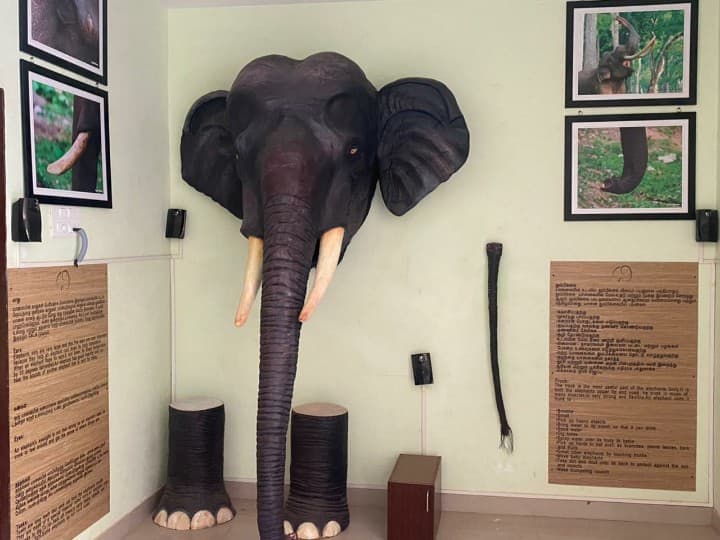 Mettupalayam Elephant Park: யானையை லவ் பண்ணுங்க... அதுக்கு தான் ’வேழம் இயலியல் பூங்கா’ Elephant park Mettupalayam elephant fears Crossing restricted area Mettupalayam Elephant Park: யானையை லவ் பண்ணுங்க... அதுக்கு தான் ’வேழம் இயலியல் பூங்கா’
