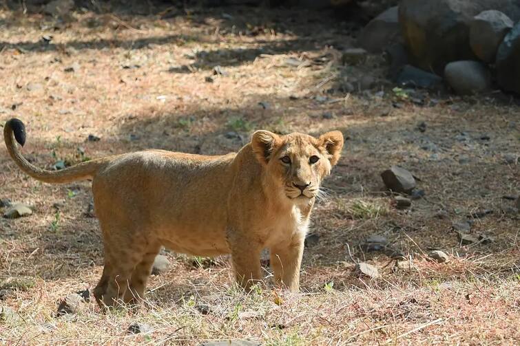 Can human get covid infection from animals a lioness died after covid positive ਕੀ ਜਾਨਵਰਾਂ ਤੋਂ ਮਨੁੱਖਾਂ 'ਚ ਕੋਰੋਨਾ ਫੈਲਣ ਦਾ ਖਤਰਾ? ਸ਼ੇਰਨੀ ਦੀ ਕੋਵਿਡ ਪੌਜ਼ੇਟਿਵ ਹੋਣ ਮਗਰੋਂ ਮੌਤ 