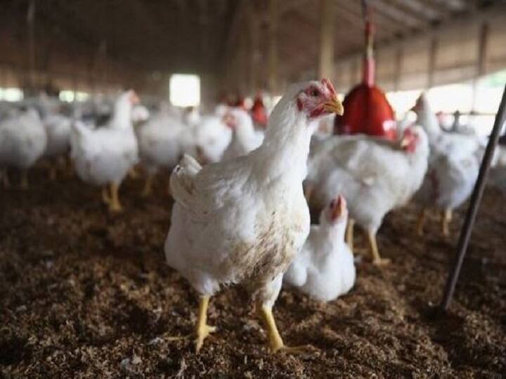 chicken dead odisha poultry farm owner loud DJ music Not For The Chicken Hearted! Poultry Owner Says 63 Birds Died Due To Loud DJ Music