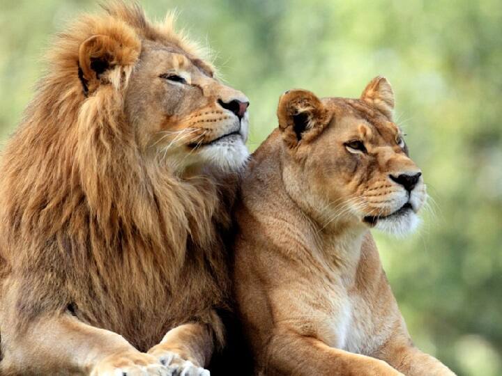 vandalur lion death due to another virus sars cov 2 distemper Vandalur Lion | டிஸ்டெம்பர் வைரஸ் தொற்றால் வண்டலூர் பூங்காவில் ஆண் சிங்கம் உயிரிழப்பு..!
