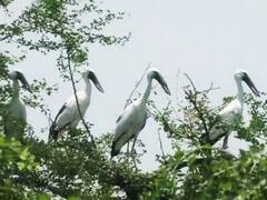 बिहार: साइबेरियन क्रेन से गुलजार हुआ पटना, जानें आर्मी कैंट दानापुर में क्या किए जा रहे इंतजाम                                   