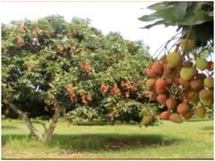 फायदेमंद होने के बावजूद लीची से सेहत को है नुकसान, जानिए ये प्रमुख साइड-इफेक्ट्स