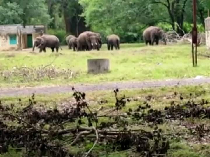 Theni Western Ghats animals exit on forest மேற்கு தொடர்ச்சி மலையை விட்டு வெளியேறும் காட்டு விலங்குகள்!