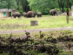 மேற்கு தொடர்ச்சி மலையை விட்டு வெளியேறும் காட்டு விலங்குகள்!
