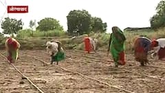 Be Positive : मराठवाड्यात पावसाची हजेरी, शेतकऱ्यांमध्ये आनंद, औरंगाबादमध्ये गाणे गात कापसाची लागवड