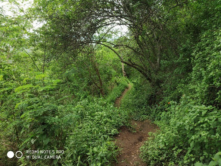 அடர் வனங்களுக்குள் நீண்ட பயணம்; பழங்குடிகளுக்கு உதவி வரும் பரமசிவம்