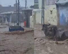 અમરેલીના સાવરકુંડલાના આંબરડીમાં અનરાધાર વરસાદ, વાહનો અને પ્રાણીઓ તણાયા