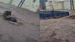 અમરેલીના આંબરડીમાં આભ ફાટ્યુ, વાહનો અને પશુઓ તણાયા, બજારમાં વહેતી થઇ નદી