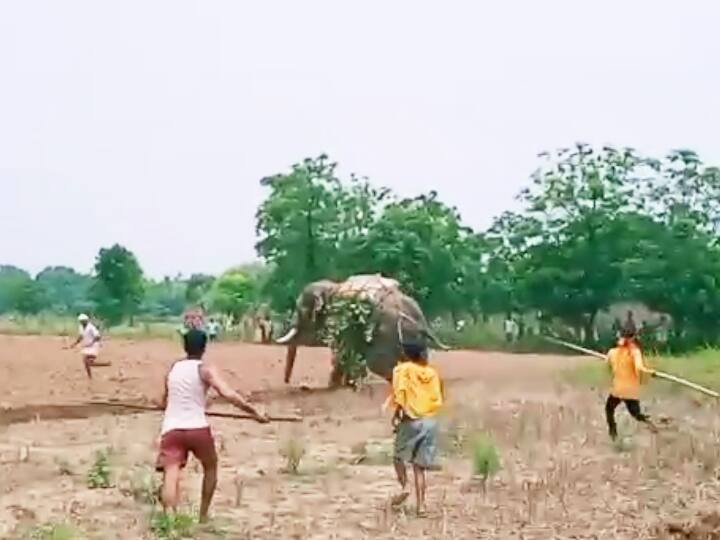बिहारः पागल हाथी ने मचाया उत्पात, एक शख्स को उठाकर जमीन पर पटका; फसलों को नुकसान