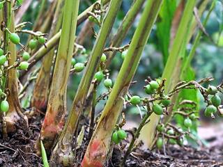 தேனி : விற்பனையாகாமல் தேங்கியுள்ள 4200 டன் ஏலக்காய்கள் : கவலையில் விவசாயிகள்!