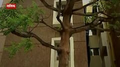 झाडांवरच्या बुरशीने म्युकरमायकोसिस? अफवांमुळे नाशिकमध्ये झाडांवर कुऱ्हाड? स्पेशल रिपोर्ट