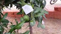 सांगलीत एकाच झाडावर 22 जातीचे देशी-परदेशी आंबे! दरवर्षी जवळफास 2 लाख आंब्याच्या रोपांची विक्री