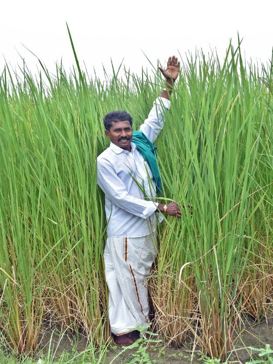 Sivagangai Sivaraman: 'கலப்படம் இல்லாத பாரம்பரிய நெல்’  நம்மாழ்வார் வழியில்  சிவகங்கை விவசாயி !