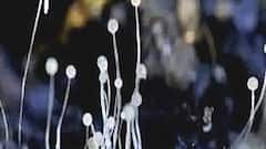 Lucknow: Black Fungus के इंजेक्शन की कालाबाजारी, Lohia Institute ने नौकरी से निकाला आरोपी डॉक्टर