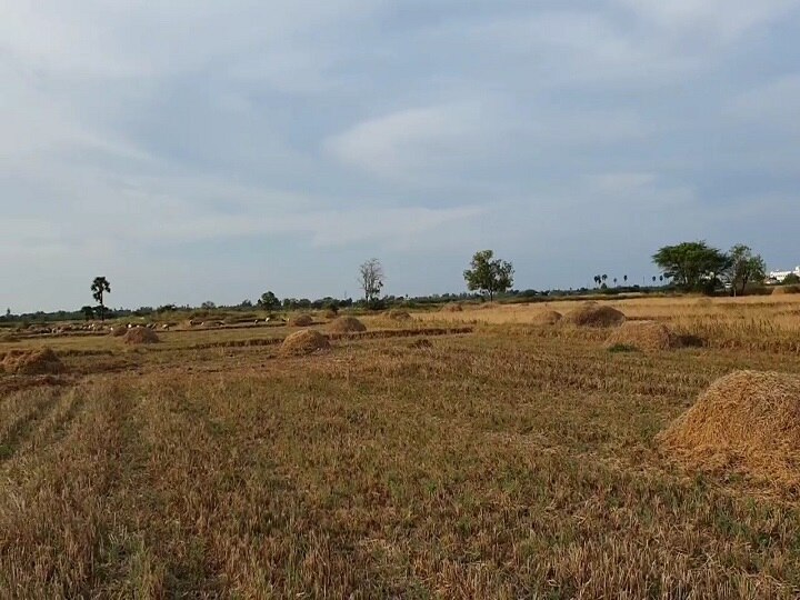 ஆடுகளை கிடை அமர்த்தி இயற்கை உரமேற்றும் டெல்டா விவசாயிகள்