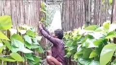 Heavy Rain Effect: ইয়াসের ধাক্কা সামলানোর আগেই নিম্নচাপের বৃষ্টি, মাথায় হাত দাঁতনের পানচাষিদের