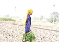 Captain ਸਰਕਾਰ ਦੀ ਵਾਅਦਾ ਖ਼ਿਲਾਫੀ ਦਾ ਸ਼ਿਕਾਰ ਖਿਡਾਰਨ ਮਾਨਸੇ ਦੀ Hardeep Kaur,ਝੋਨਾ ਲਾਉਣ ਲਈ ਮਜ਼ਬੂਰ