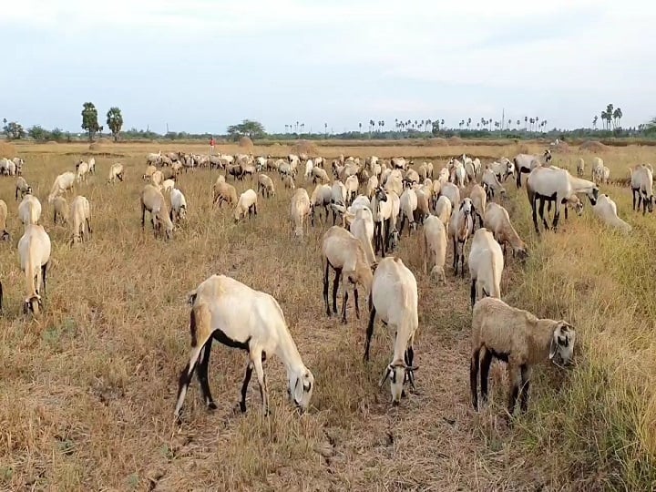 Farmers hire goats horizontally and apply natural manure ஆடுகளை கிடை அமர்த்தி இயற்கை உரமேற்றும் டெல்டா விவசாயிகள்