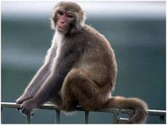 ब्रिटेन में मंकीपॉक्स संक्रमण के प्रकोप की पुष्टि, जानिए क्या है इसके लक्षण और इलाज