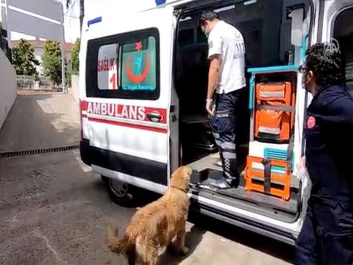 Dog runs behind the ambulance that took its owner to the hospital in Turkey's Istanbul உரிமையாளர் சென்ற ஆம்புலன்ஸை பின் தொடர்ந்த பாசக்கார நாய்- வைரலாகும் வீடியோ !