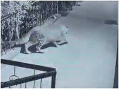 दबे पांव तेंदुए ने किया घर के बाहर सो रहे कुत्ते पर हमला, दांतों के बीच दबाकर हुआ गायब