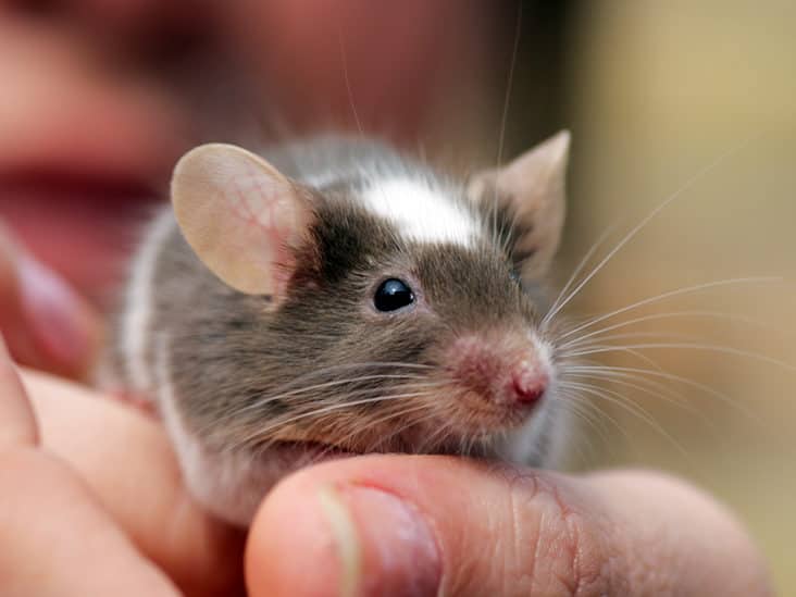 Virus Infection: अब चूहों और बंदरों से फैल सकता है जानलेवा संक्रमण, जानें विशेषज्ञों ने क्या चेतावनी दी है