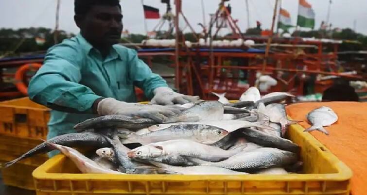 Bangladesh padma hilsa has been entered in westbengal from border ইলিশপ্রেমীদের জন্য সুখবর, বাংলাদেশ থেকে পদ্মার  ১৬ টন ইলিশ এল রাজ্যে