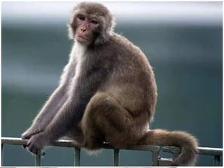 ਕੋਰੋਨਾ ਦੌਰਾਨ ਹੁਣ ਮੰਕੀਪੌਕਸ ਦੀ ਪੁਸ਼ਟੀ, ਜਾਣੋ ਕੀ ਹਨ ਇਸ ਦੇ ਲੱਛਣ ਤੇ ਇਲਾਜ 