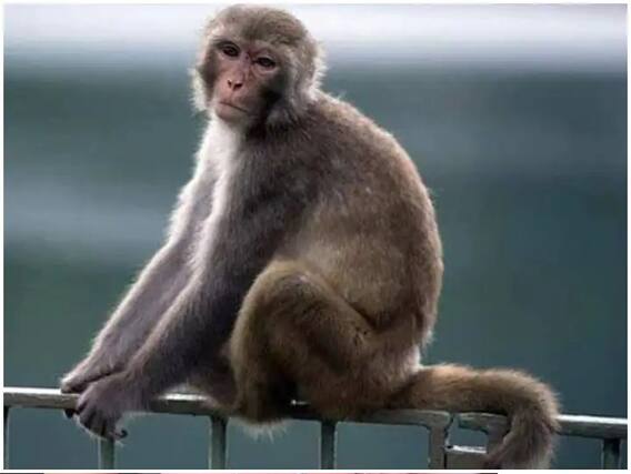 ਕੋਰੋਨਾ ਦੌਰਾਨ ਹੁਣ ਮੰਕੀਪੌਕਸ ਦੀ ਪੁਸ਼ਟੀ, ਜਾਣੋ ਕੀ ਹਨ ਇਸ ਦੇ ਲੱਛਣ ਤੇ ਇਲਾਜ 