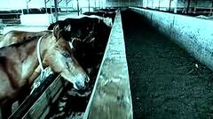 Anti-Covid Serum इंजेक्शनच्या मानवी चाचणीला परवानगी, शिराळ्यातील आयसेरा बायोलॉजिकल कंपनीत निर्मिती