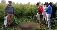 Bareilly: खेत में मिला मासूम छात्रा का शव, गांव में मचा हड़कंप