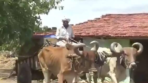 વાવાઝોડાની અસરથી ભાવનગર જિલ્લાના ખેડૂતો હજુ પણ પરેશાન, વિજળી ન મળતા બાજરી, ઘઉં, જુવાર સુકાવા લાગ્યો