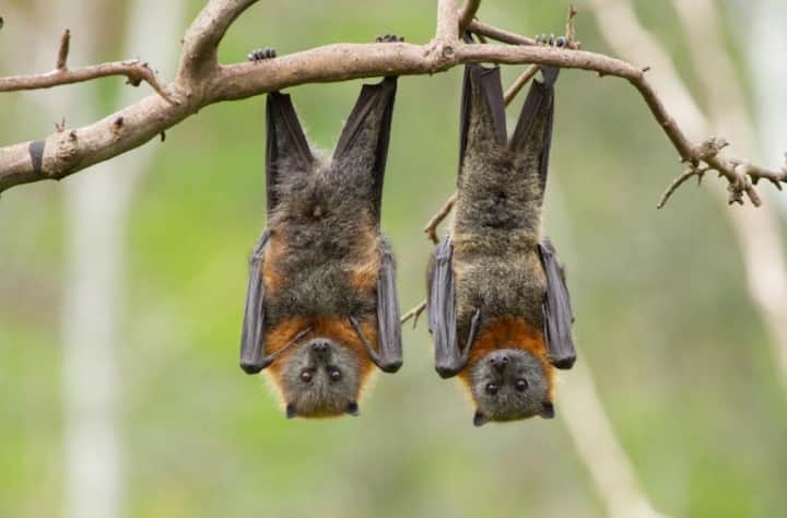 Amid Covid Pandemic, Batch Of New Coronaviruses In Bats Found By Chinese Researchers Chinese Researchers Find Batch Of New Coronaviruses In Bats: Report