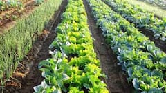 Krushi E-Conclave: ઓર્ગેનિક ખેતી માટે જાગૃતતાનો અભાવ કેમ? શું કહી રહ્યા છે ઓર્ગેનિક યુનિવર્સિટીના કુલપતિ?