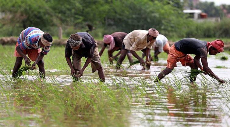 Farmers not getting full power for paddy sowing, farmers facing severe difficulties ਝੋਨੇ ਦੀ ਬਿਜਾਈ ਲਈ ਨਹੀਂ ਮਿਲ ਰਹੀ ਪੂਰੀ ਬਿਜਲੀ, ਭਾਰੀ ਮੁਸ਼ਕਲਾਂ ਦਾ ਸਾਹਮਣਾ ਕਰ ਰਹੇ ਕਿਸਾਨ 