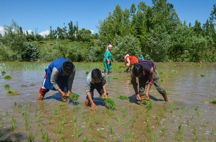 Barbershops, salons, and parlours will be permitted to open on all days of the week (except on Saturdays and Sundays). Farmers transplant paddy saplings in a field during partial relaxation in the ongoing COVID-19 lockdown, in Budgam district. (Image Source: PTI)