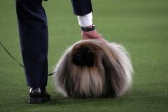 Westminster Dog Show : பொம்மை பிக்கிங்கீஸ் முதல் முரட்டு மஸ்டீஃப் வரை! - மனம்கவர்ந்த நாய்கள்!