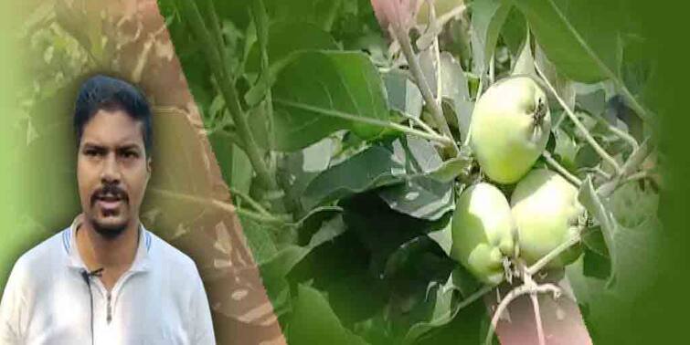 West Burdwan Kanksa youth cultivates kashmiri apple, japanese national fruit in backyard, draws attention  কাঁকসার জমিতে কাশ্মীরি আপেল ফলিয়ে অসাধ্য সাধন হরিসাধনের