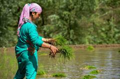 IN PICS | Amid Partial Covid Relaxation Paddy Farmers Transplant Saplings For New Season