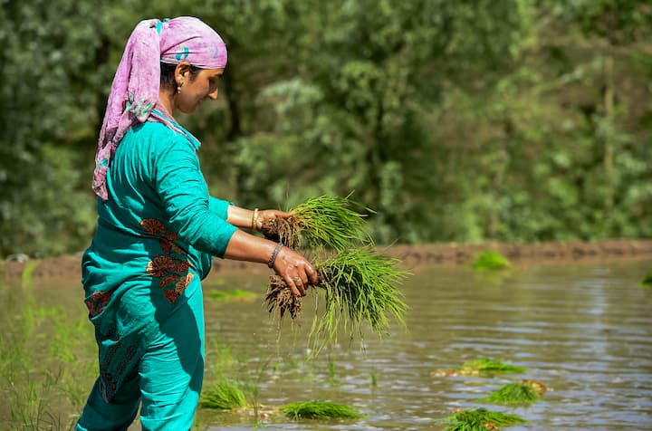 Jammu & Kashmir administration on Sunday relaxed Covid-induced restrictions in eight districts. A farmer transplants paddy saplings in a field during partial relaxation in the ongoing COVID-19 lockdown, in Budgam district, Sunday. (Image Source: PTI)