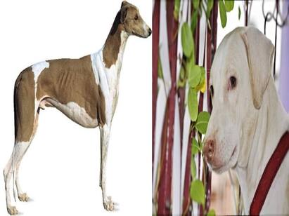 Interesting facts poligar hound dogs Rajapalayam dog breeds important Rajapalayam Dog Interesting Facts: சிங்கத்தின் கர்ஜனையை ஒத்த குரைப்பொலி’ ஆக்ரோஷமான காவல்த்திறன் கொண்ட நாய்கள்..!