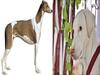 Rajapalayam Dog Interesting Facts: 'சிங்கத்தின் கர்ஜனையை ஒத்த குரைப்பொலி’ ஆக்ரோஷமான காவல்த்திறன் கொண்ட நாய்கள்..!