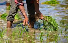 IN PICS | Amid Partial Covid Relaxation Paddy Farmers Transplant Saplings For New Season