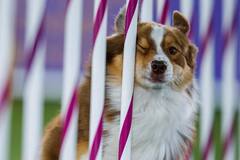 Westminster Dog Show : பொம்மை பிக்கிங்கீஸ் முதல் முரட்டு மஸ்டீஃப் வரை! - மனம்கவர்ந்த நாய்கள்!